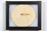 Knightia Fossil Fish From Wyoming with Display Case - 1 to 2" - Photo 2